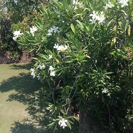 Libertyroofgarden