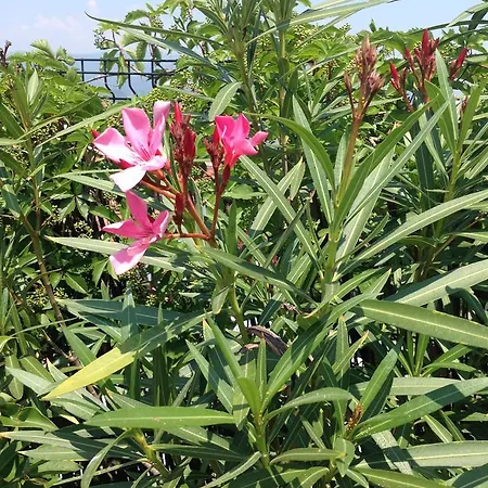 別荘 Libertyroofgarden *